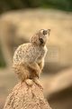 leipzig zoo-01_07_2011_zoo_allgemein_261